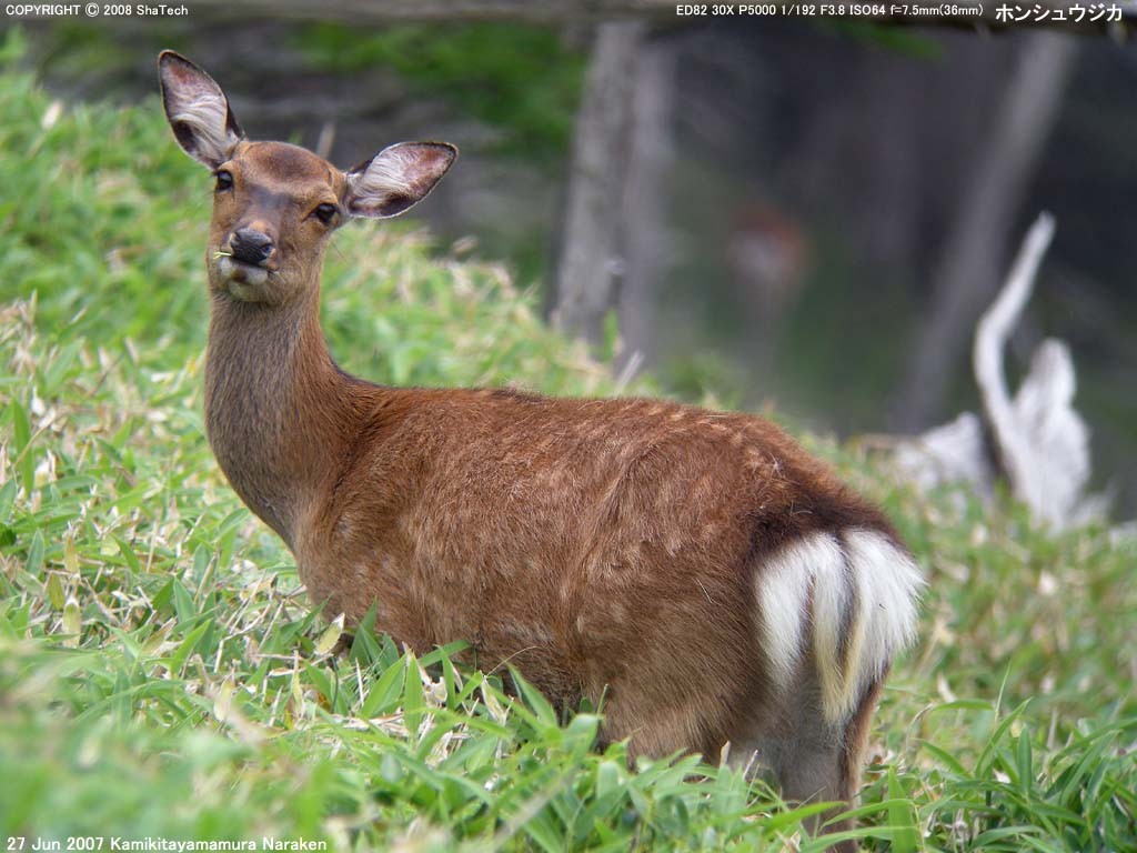 �z���V���E�W�J