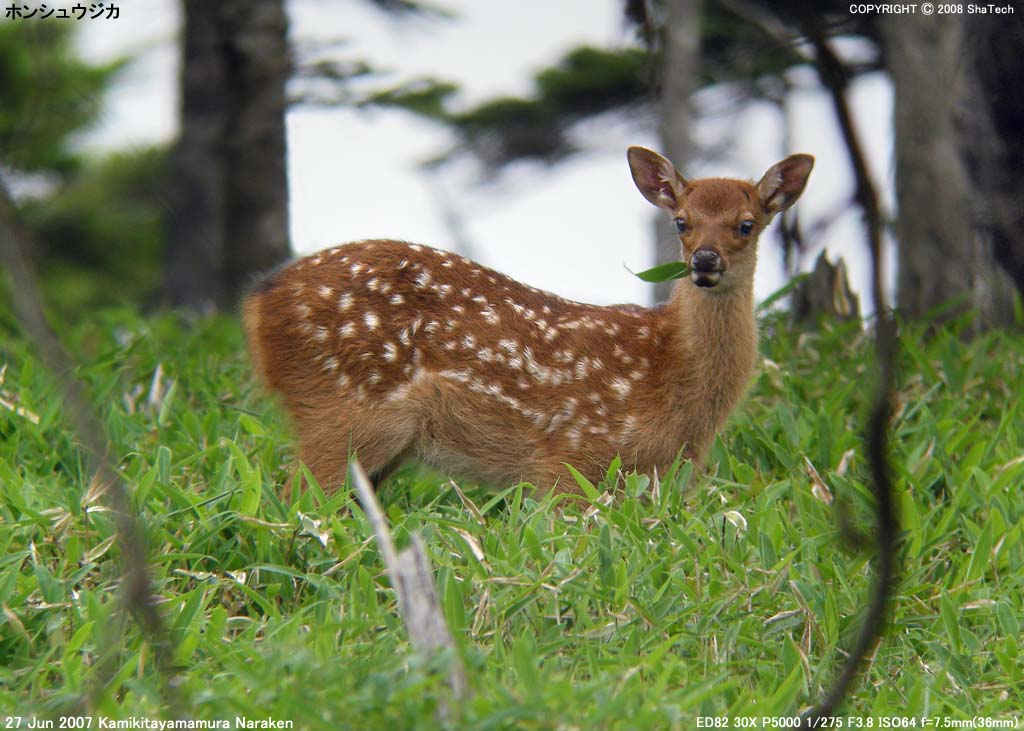 �z���V���E�W�J