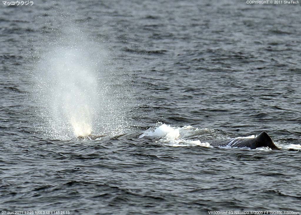 �}�b�R�E�N�W��