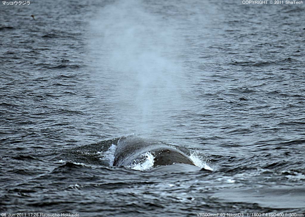 �}�b�R�E�N�W��