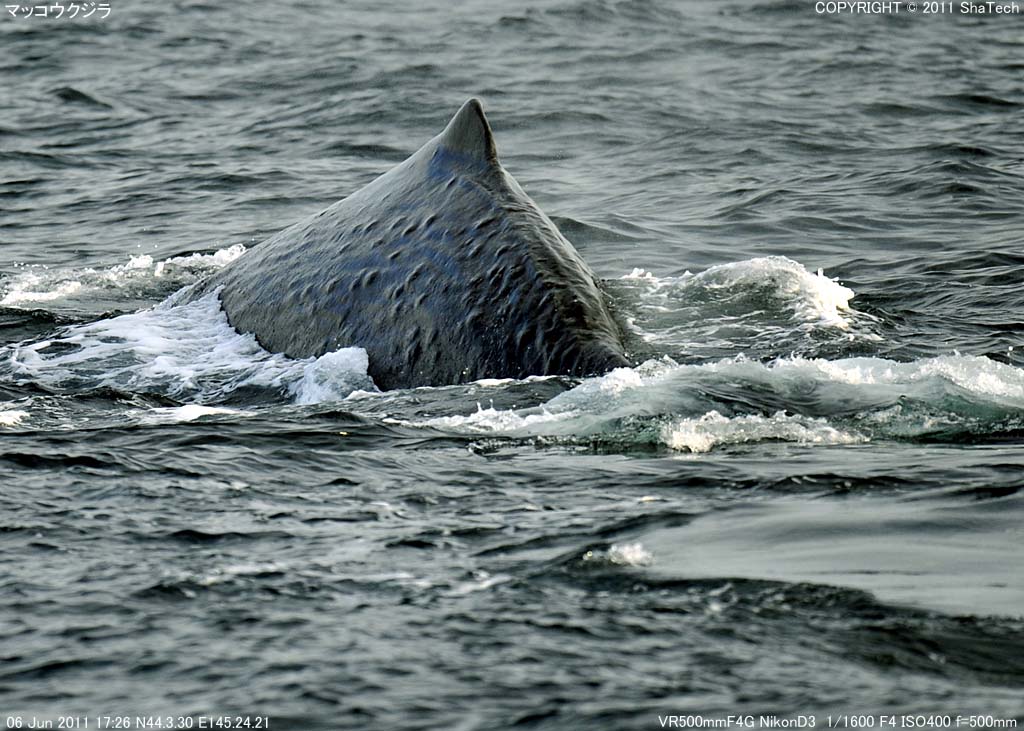 �}�b�R�E�N�W��