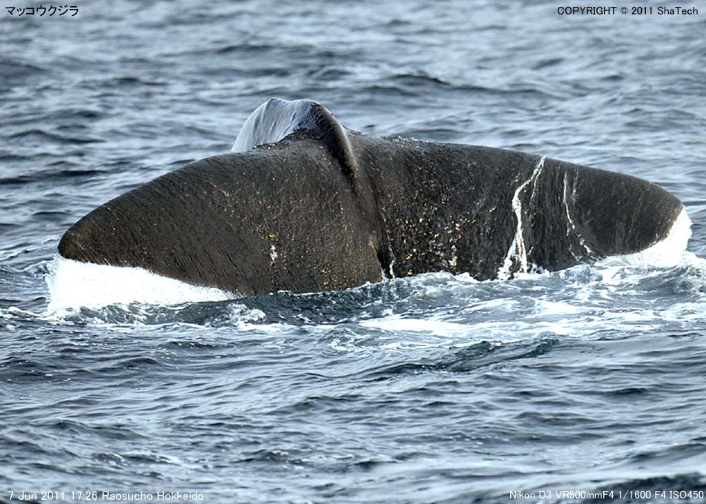 �}�b�R�E�N�W��