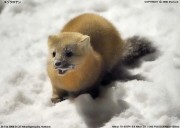 エゾクロテン