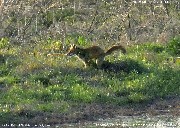 ホンドギツネ