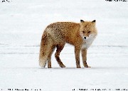 キタキツネ