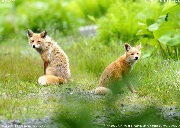 キタキツネ