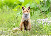 キタキツネ