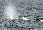 マッコウクジラ