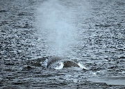 マッコウクジラ