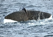 マッコウクジラ