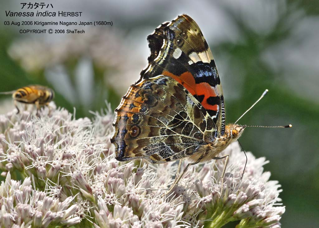 �A�J�^�e�n8062