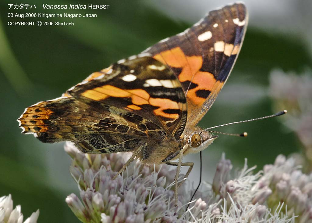 �A�J�^�e�n8063