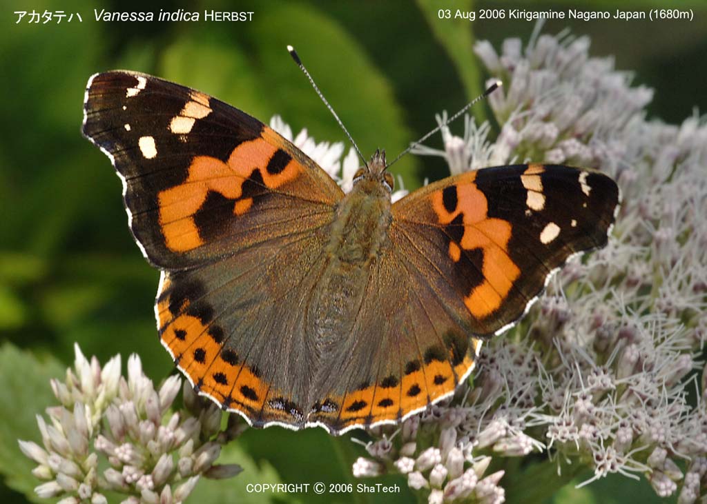 �A�J�^�e�n8064