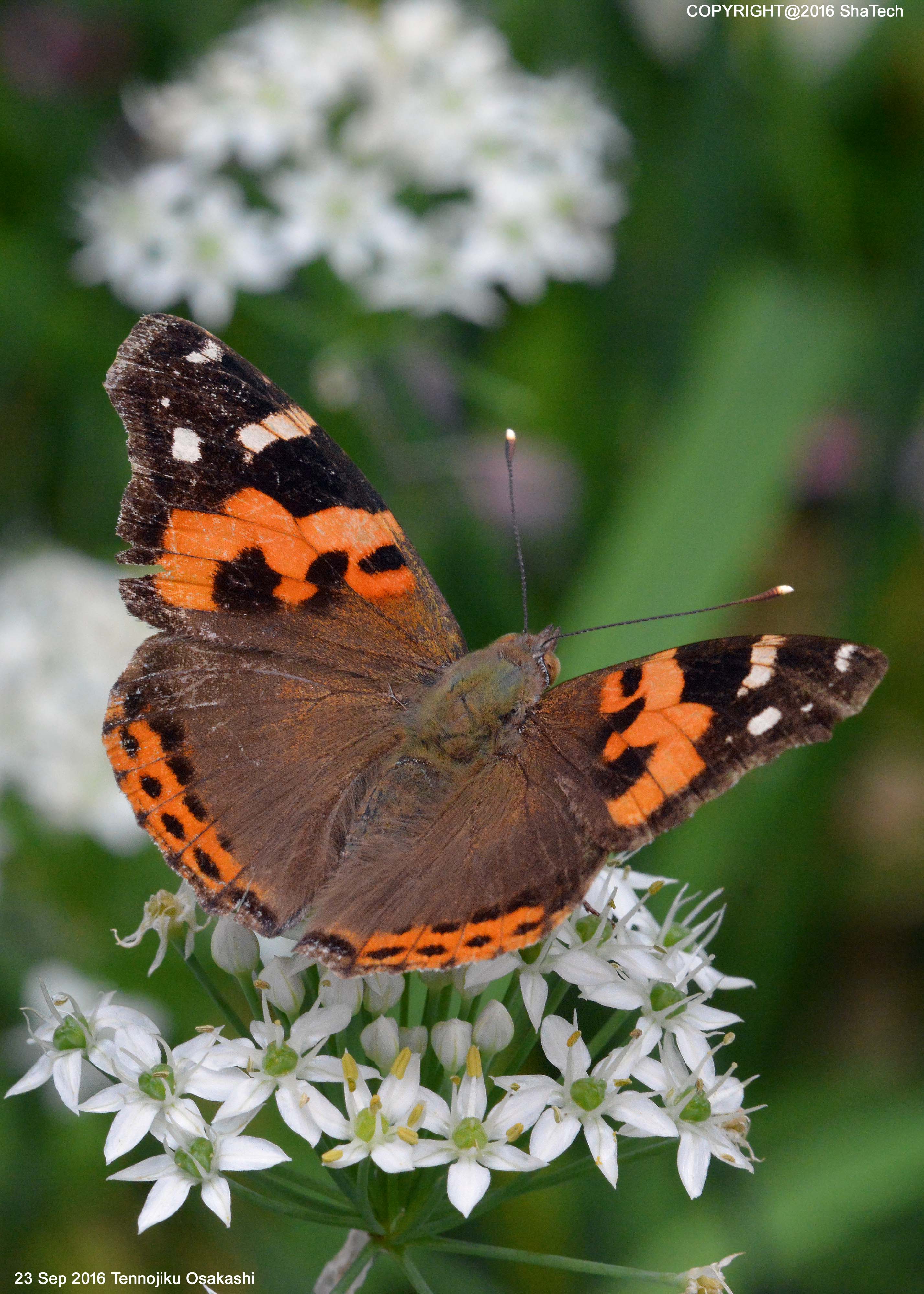 �A�J�^�e�n