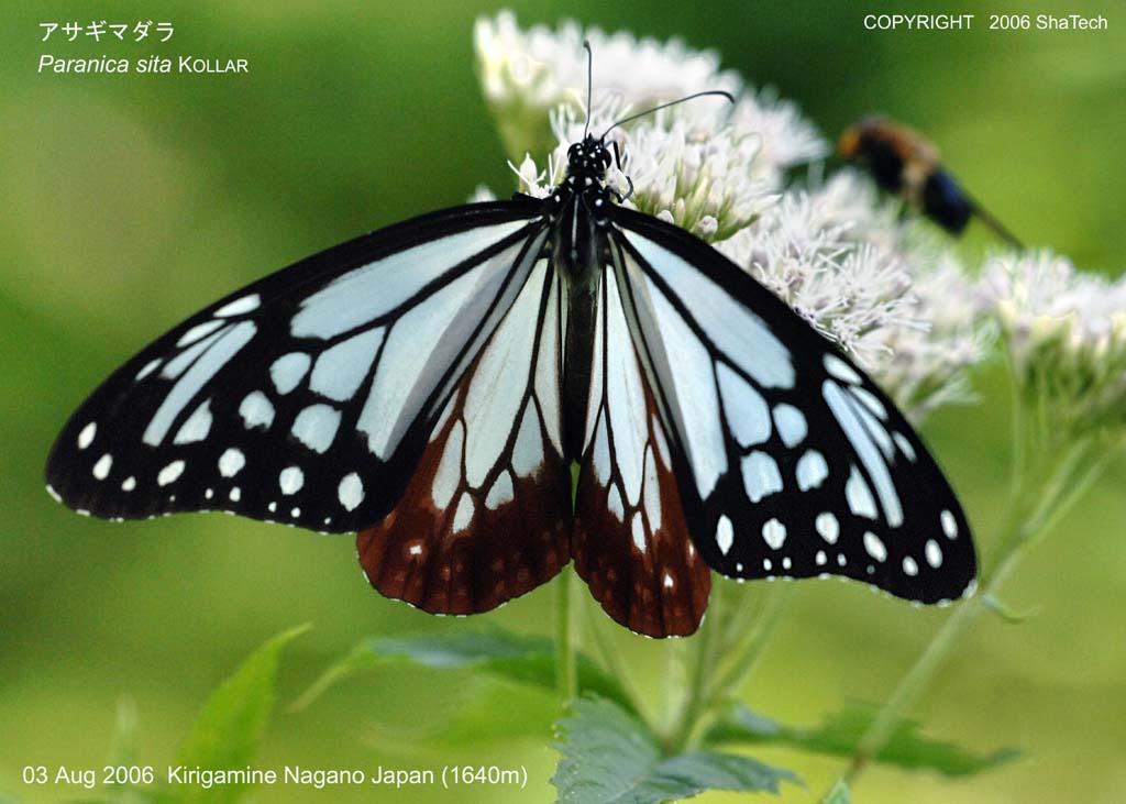 �A�T�M�}�_��8138