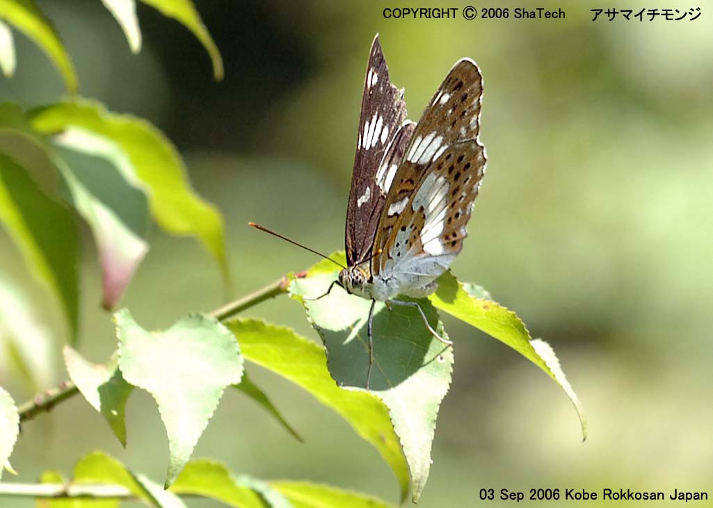 �A�T�}�C�`�����W�X�V�Q�S