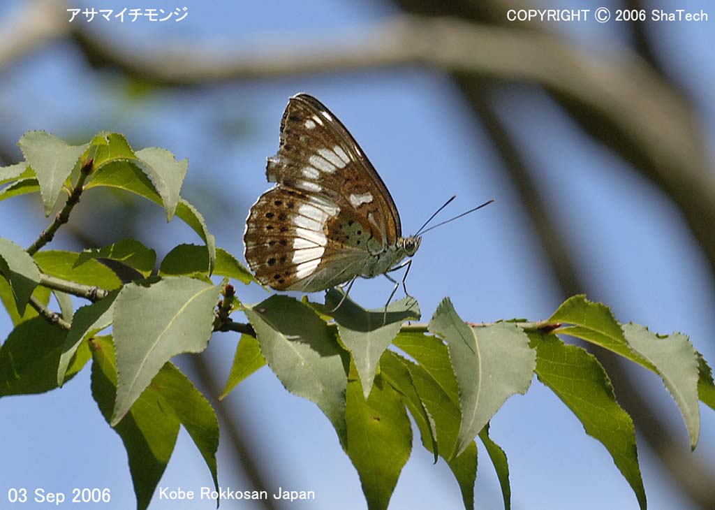 �A�T�}�C�`�����W�X�V�R�R