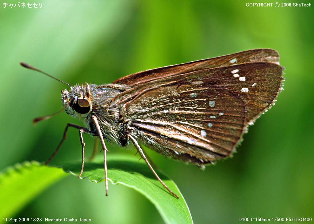 �`���o�l�Z�Z���P�Q�O�S