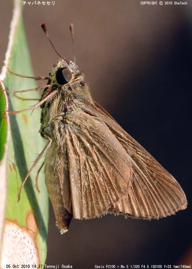 �`���o�l�Z�Z��