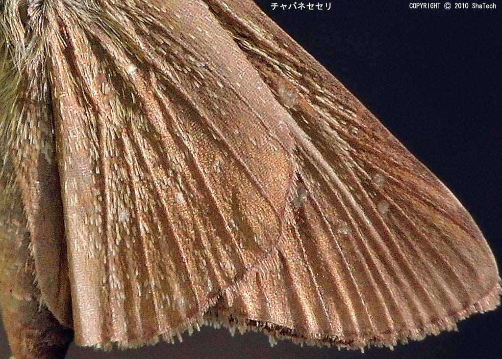 �`���o�l�Z�Z��