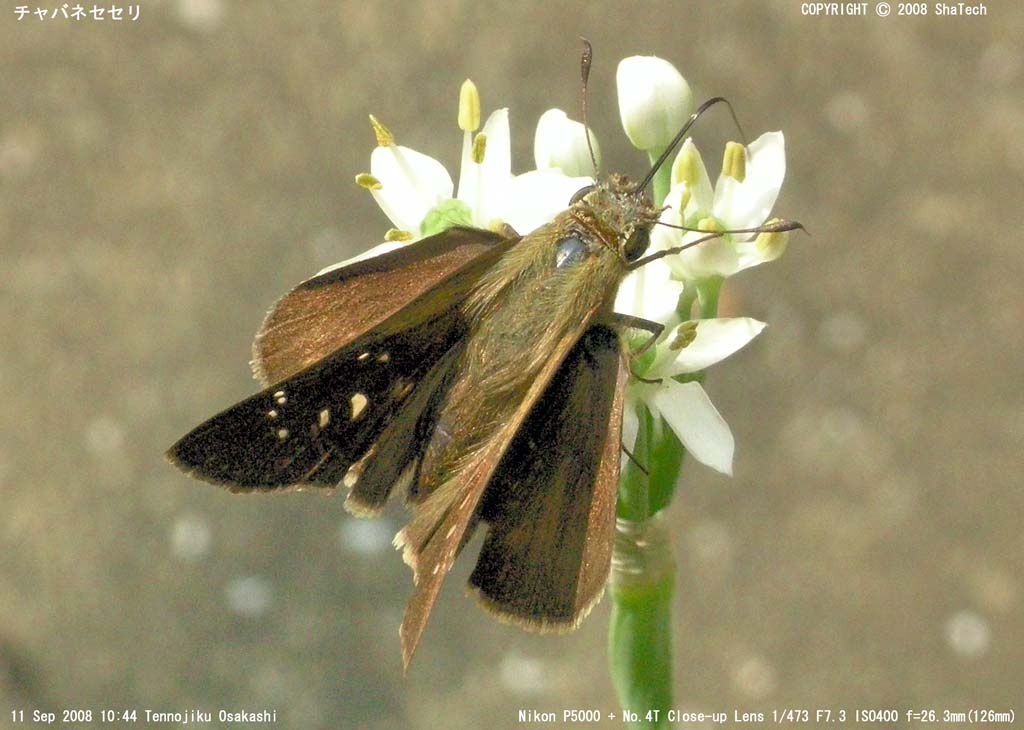 �`���o�l�Z�Z��