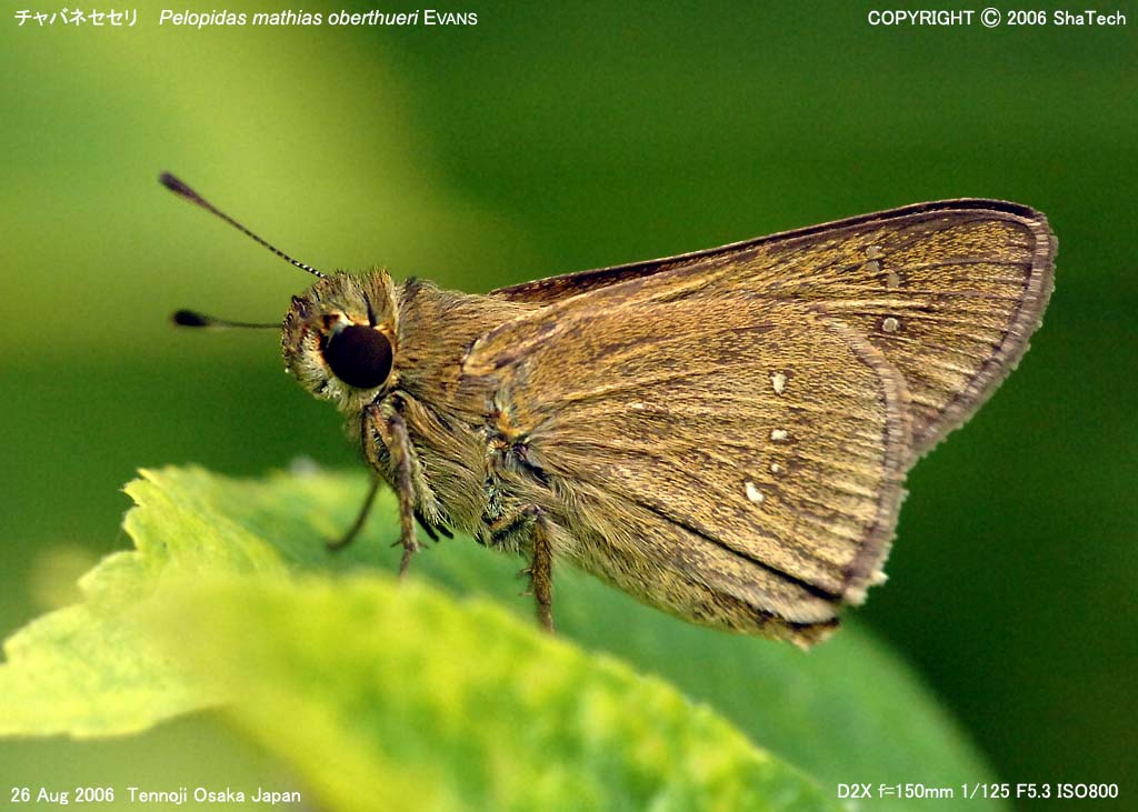 �`���o�l�Z�Z���W�W�S�W