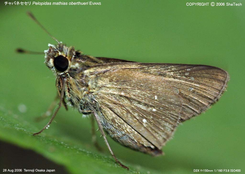 �`���o�l�Z�Z���X�O�R�P