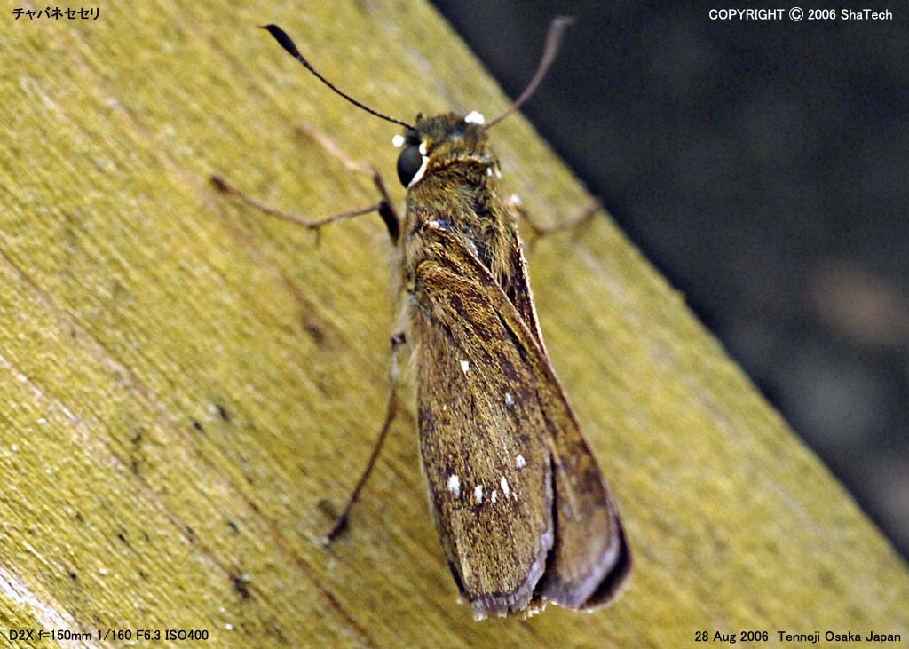 �`���o�l�Z�Z���X�O�U�U