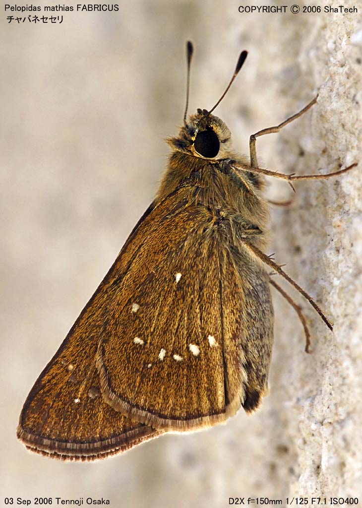 �`���o�l�Z�Z���X�U�V�T