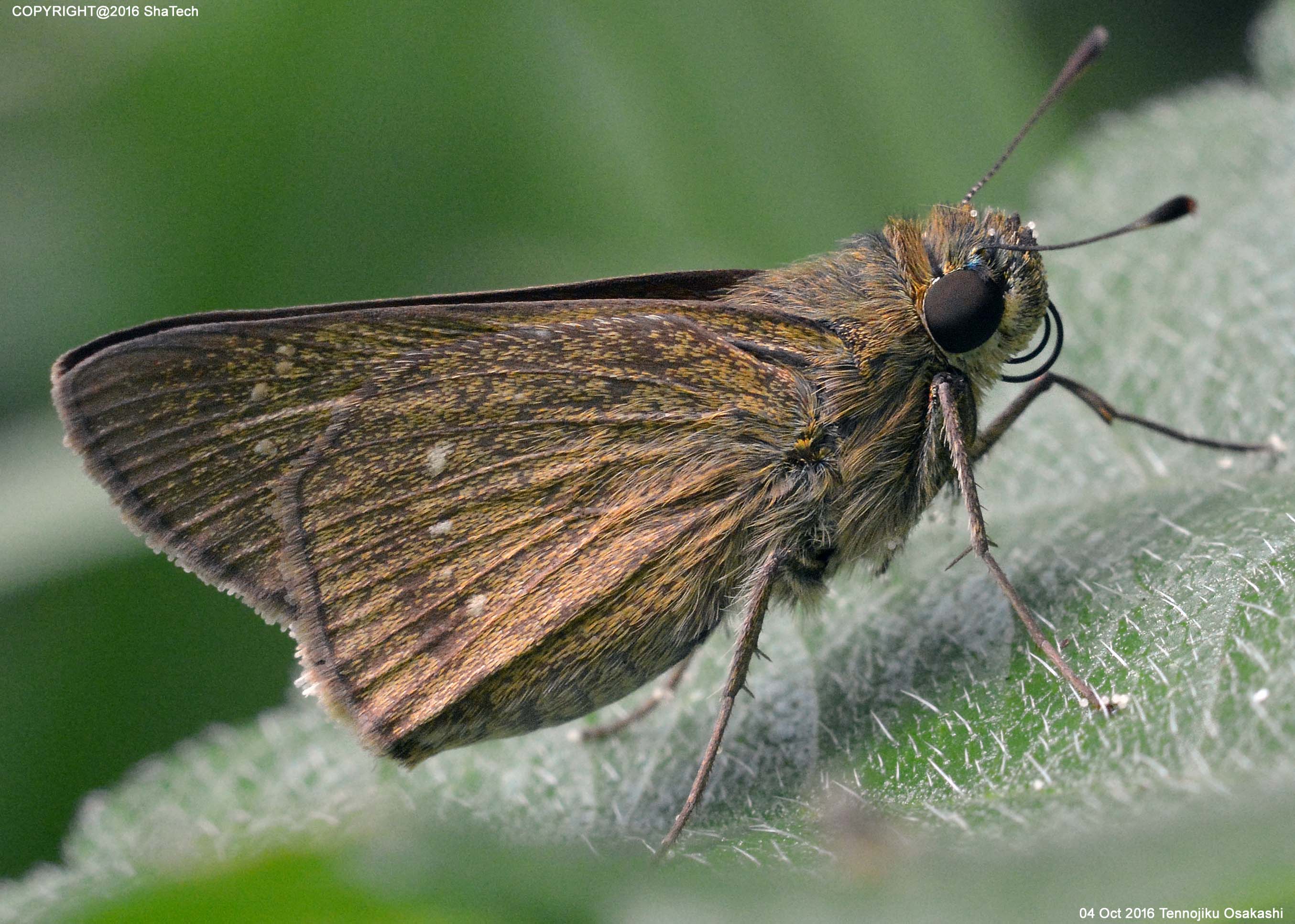 �`���o�l�Z�Z��