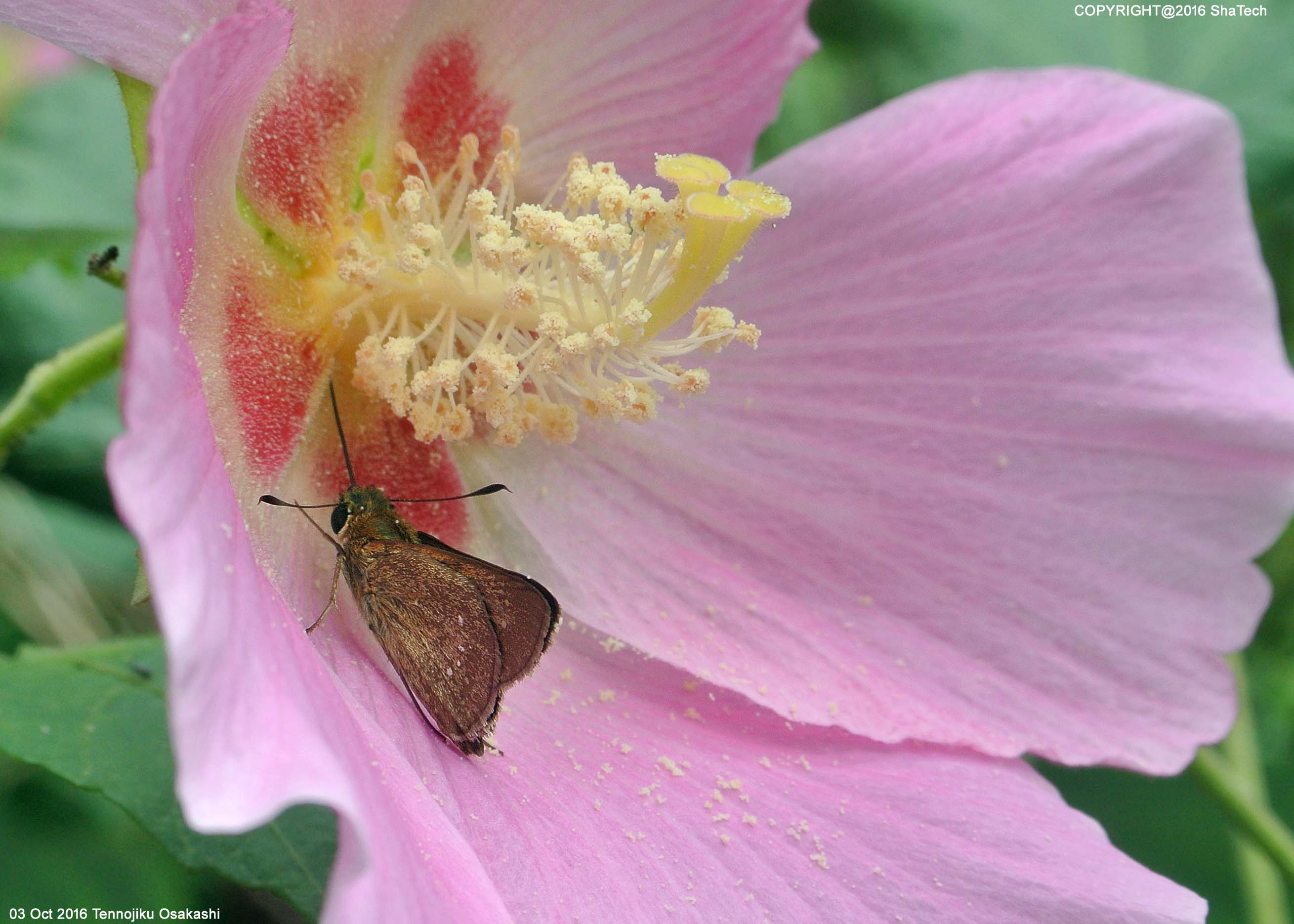 �`���o�l�Z�Z��