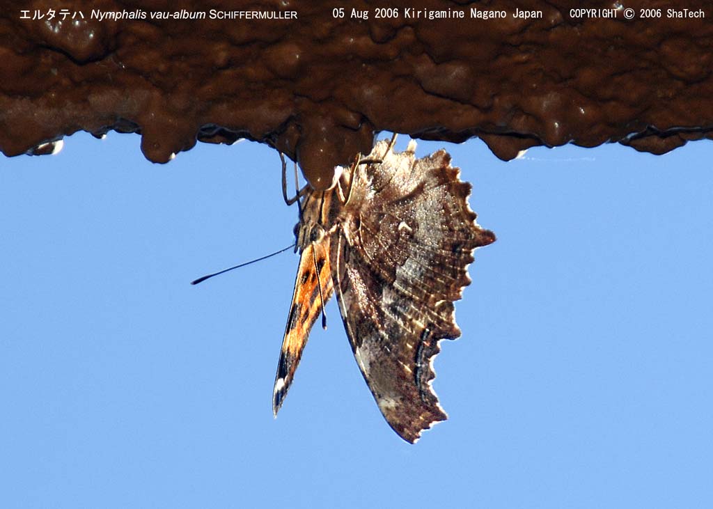 �G���^�e�n8682