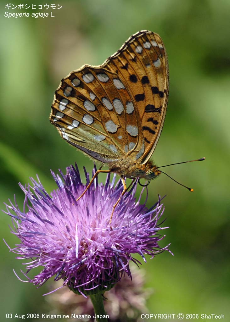 �M���{�V�q���E����8115