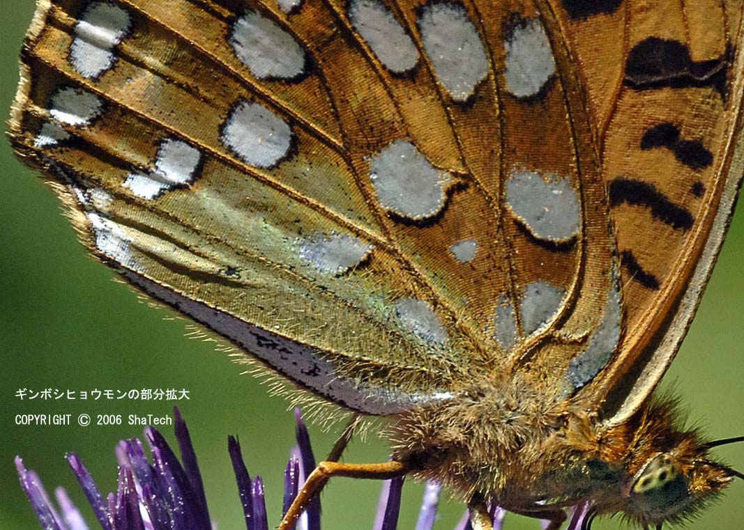 �M���{�V�q���E����8115P