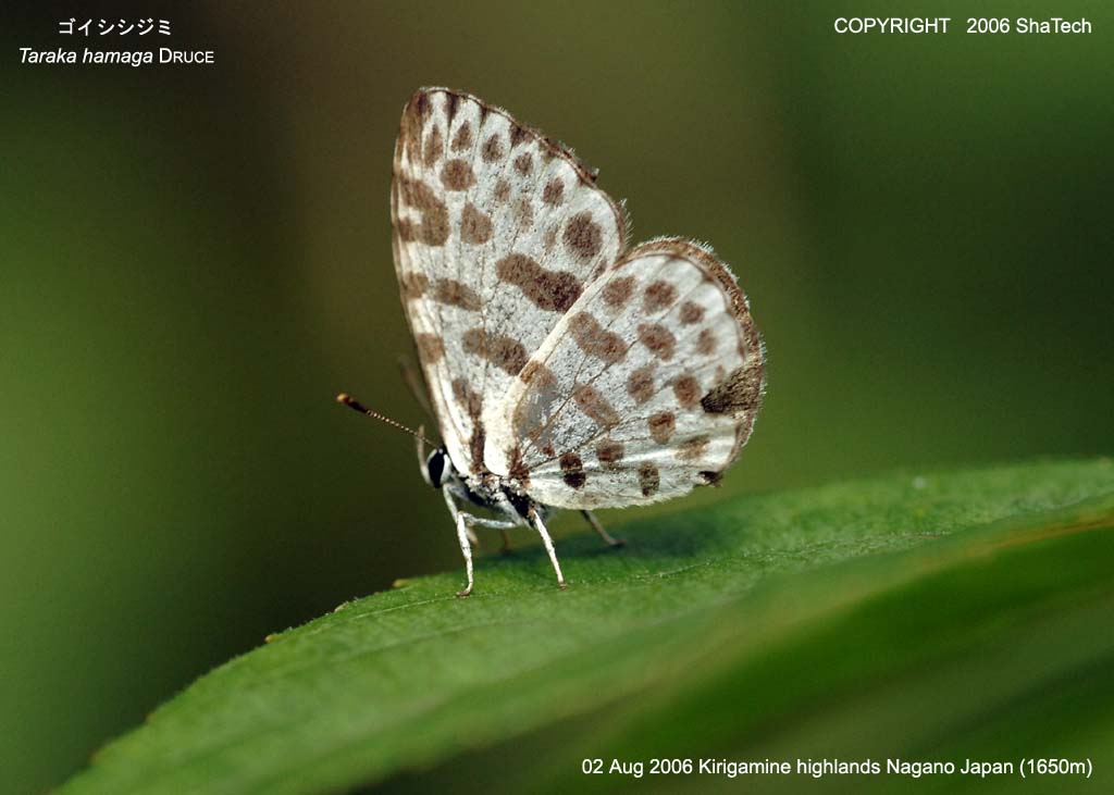 �S�C�V�V�W�~7744