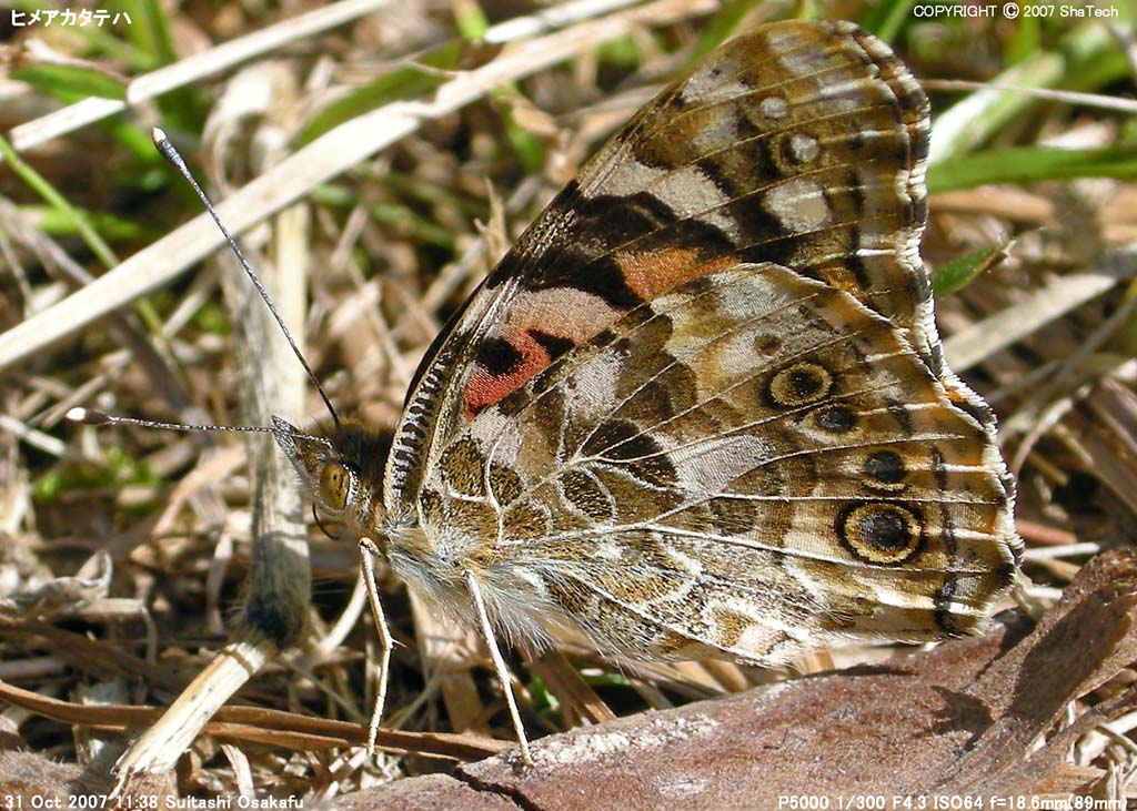 �q���A�J�^�e�n�Q�P�R�P