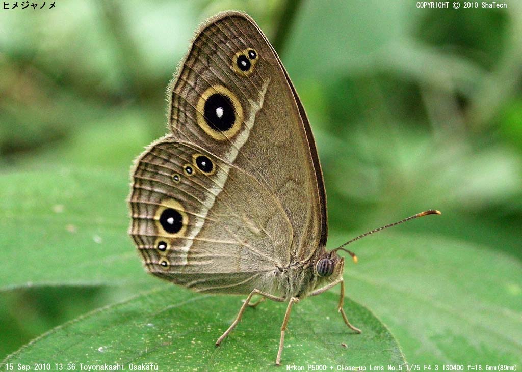 �q���W���m��