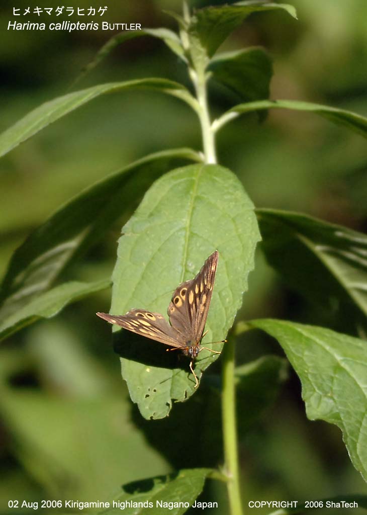 �q���L�}�_���q�J�Q7707