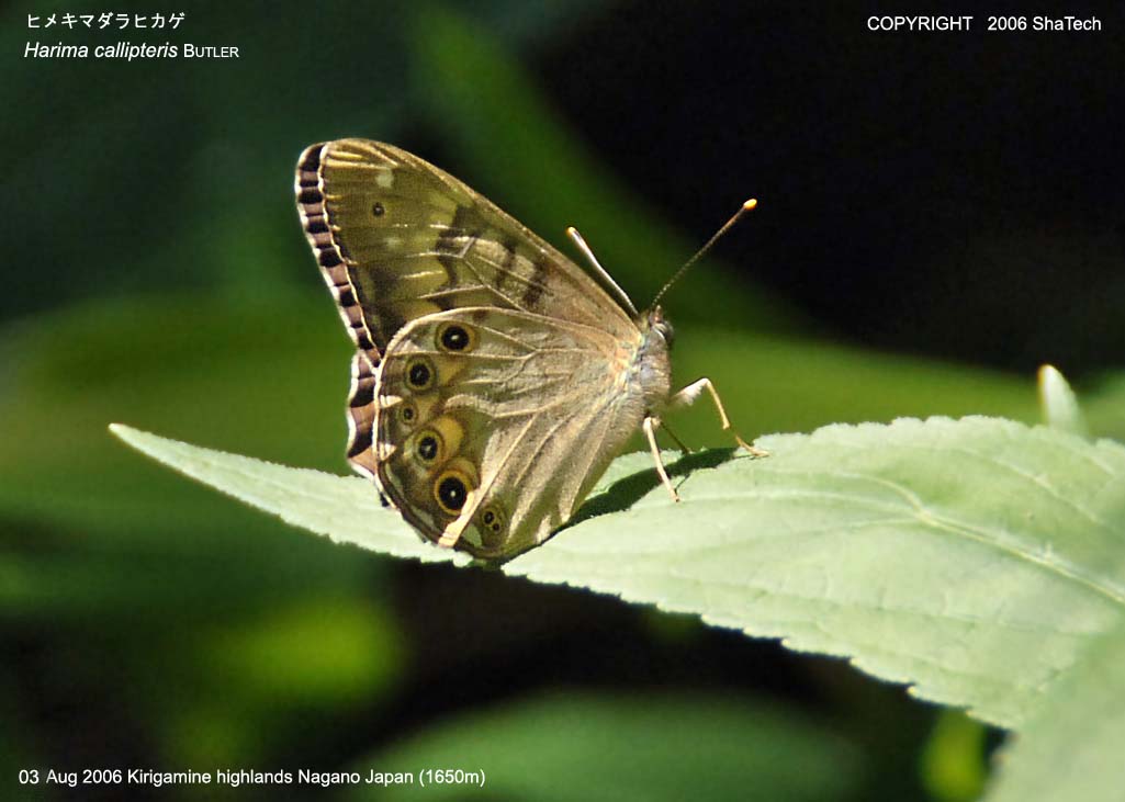 �q���L�}�_���q�J�Q7814