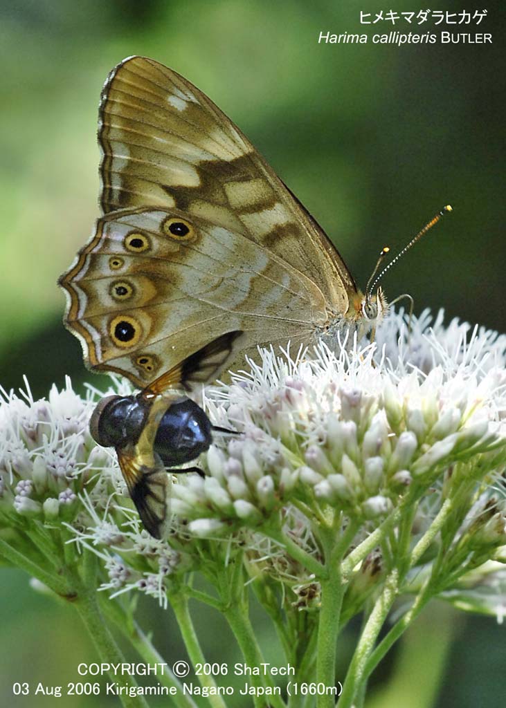 �q���L�}�_���q�J�Q8038