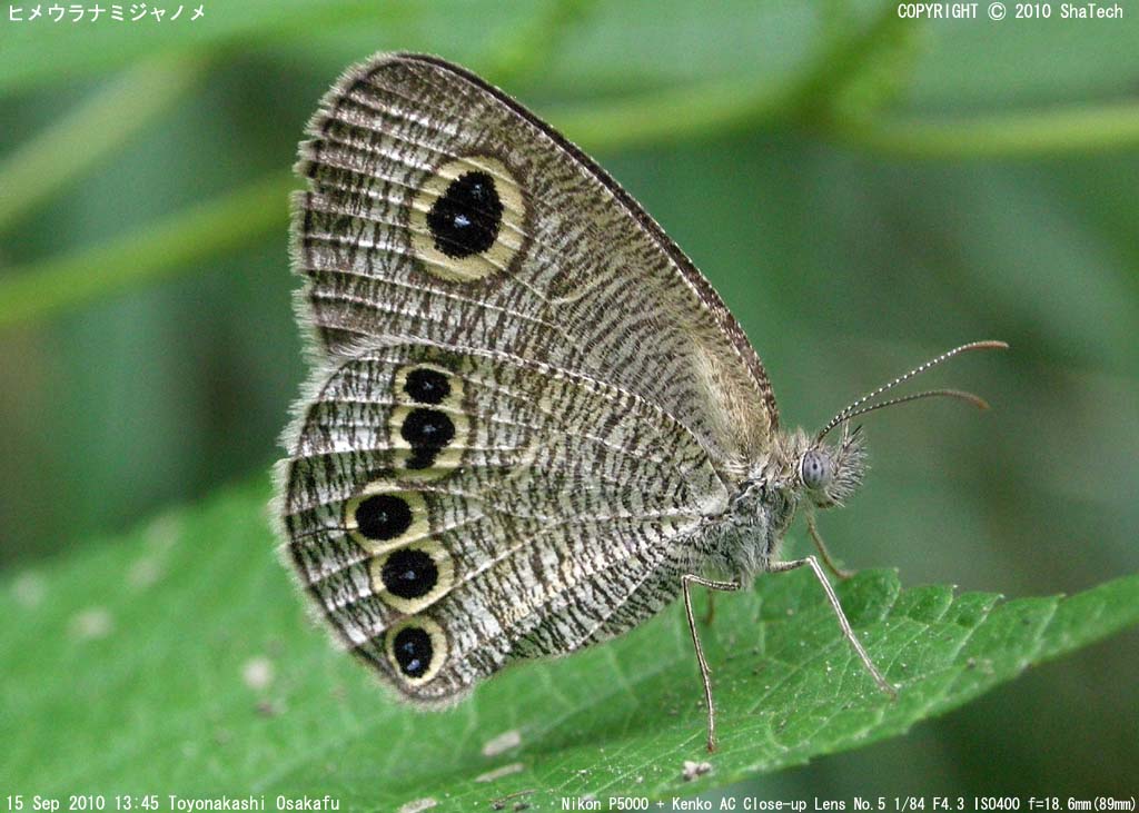 �q���E���i�~�W���m��