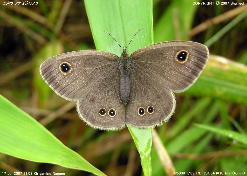 �q���E���i�~�W���m���T�X�P�R