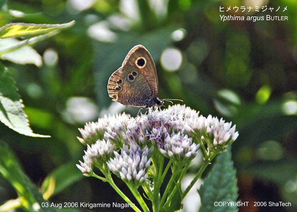 �q���E���i�~�W���m��7886