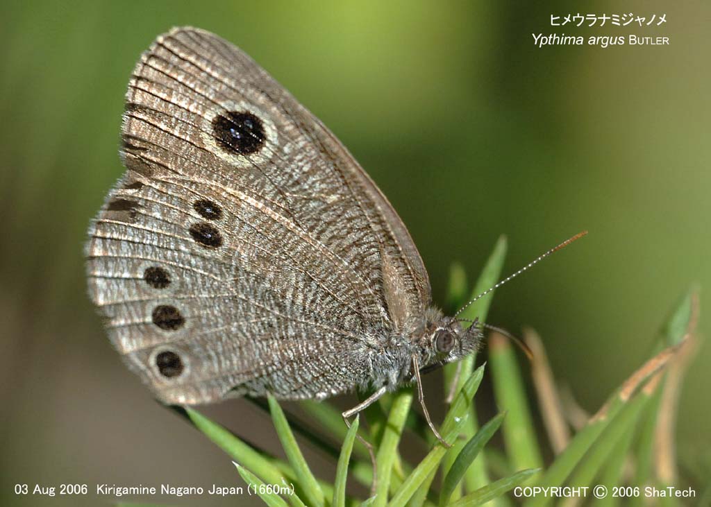 �q���E���i�~�W���m��7972