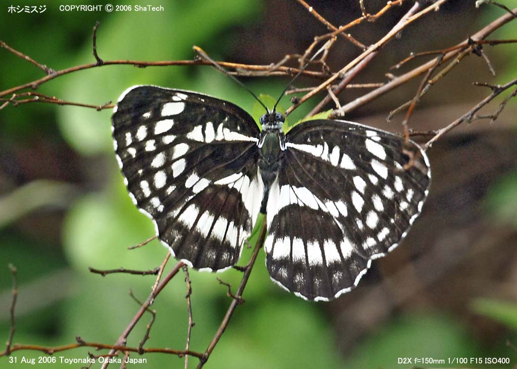 �z�V�~�X�W9466