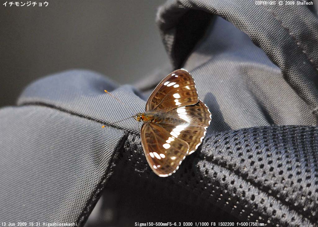 �C�`�����W�`���E