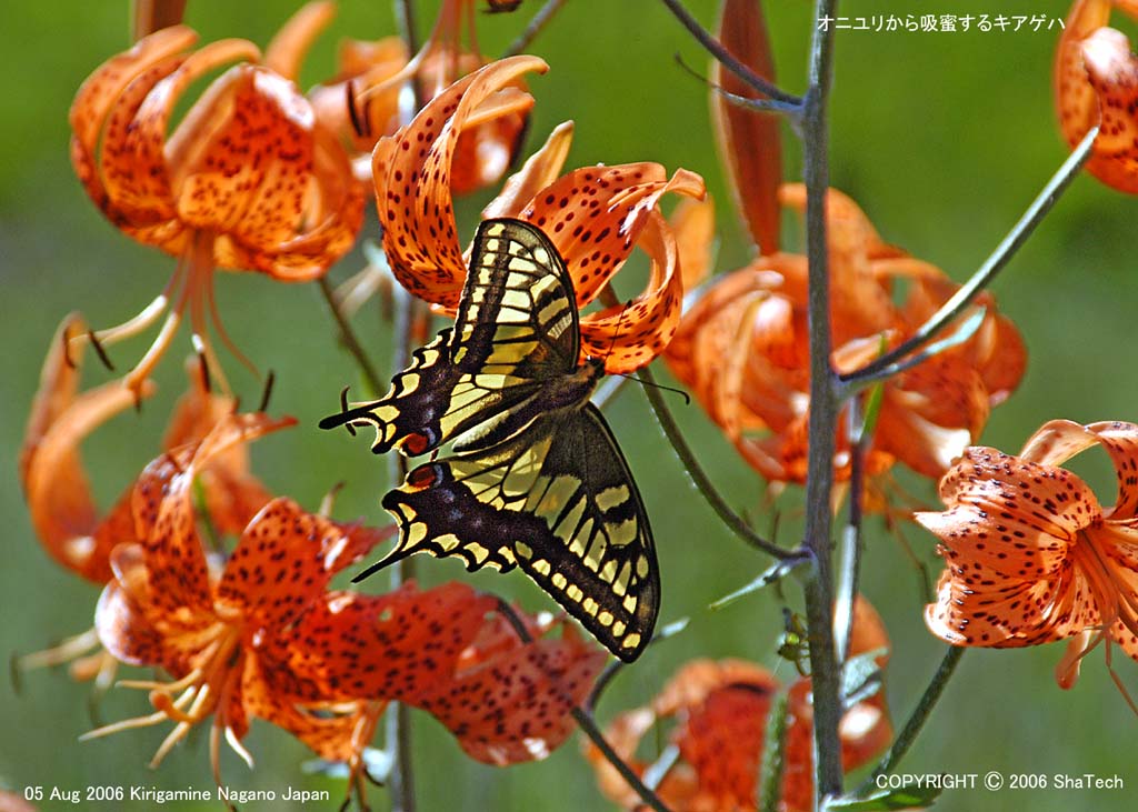 �L�A�Q�n0647