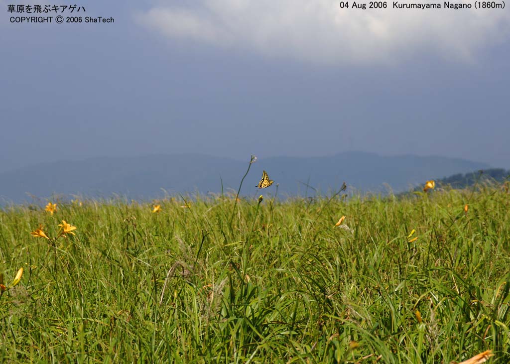 �L�A�Q�n8252