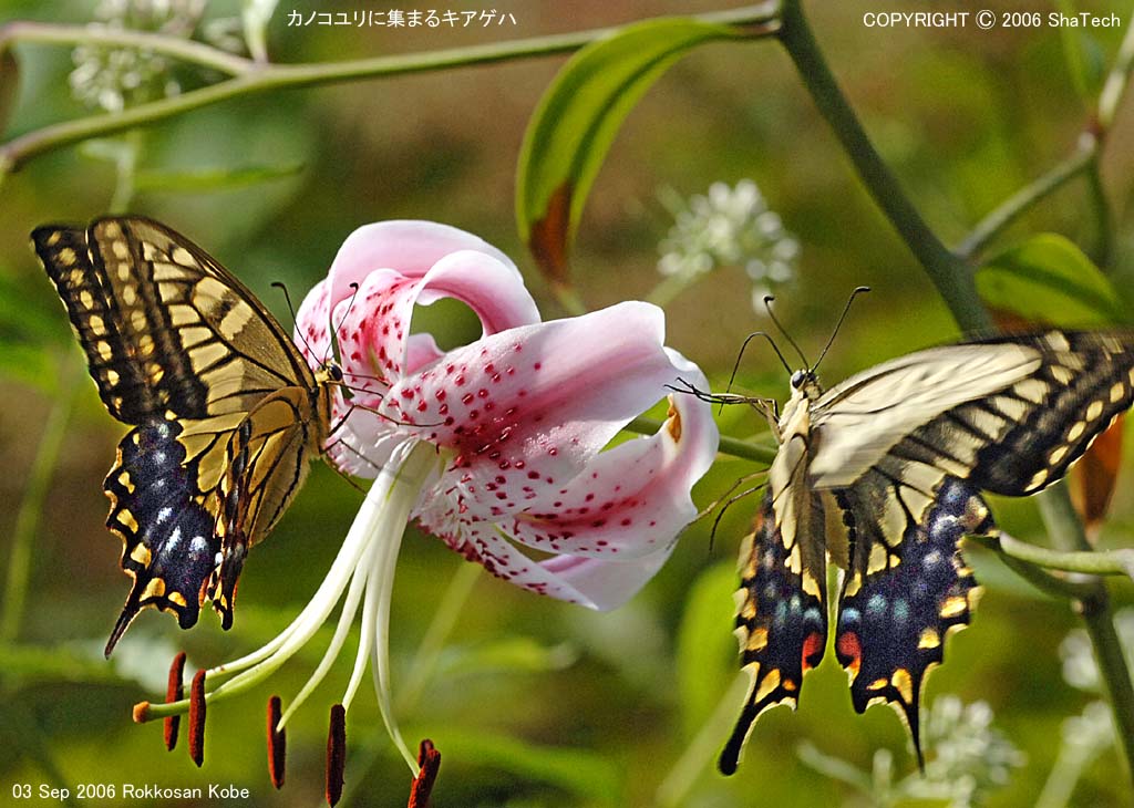 �L�A�Q�n�X�W�S�V