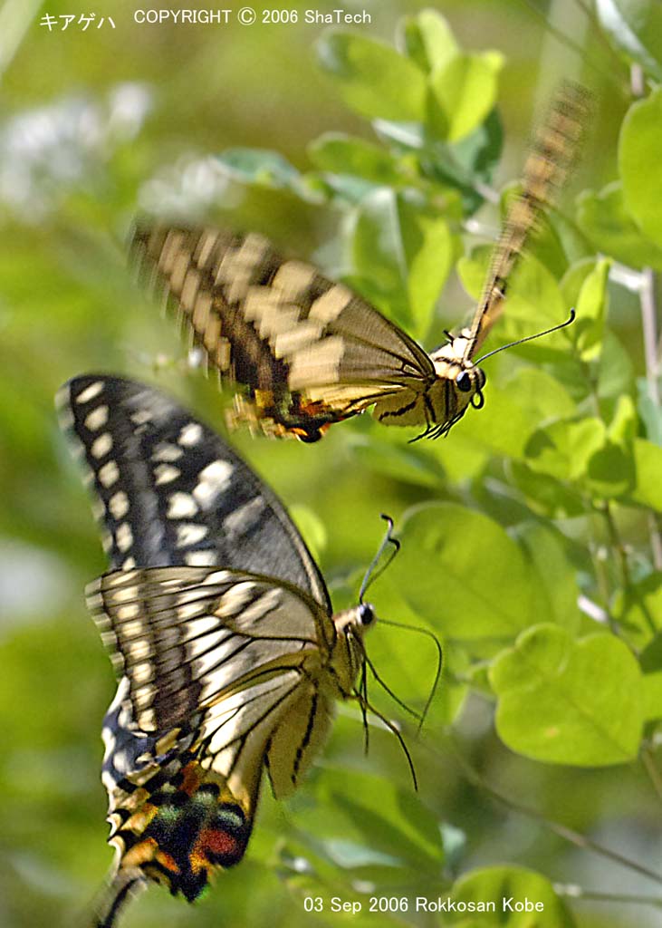 �L�A�Q�n�X�W�X�S